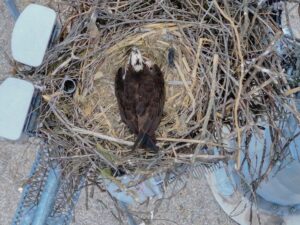osprey_03-1714440309
