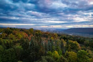 Disparo De Drone Del Bosque