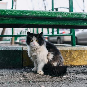 Recuperación de mascotas en Zanesville por Rising Eagle Drone Services LLC