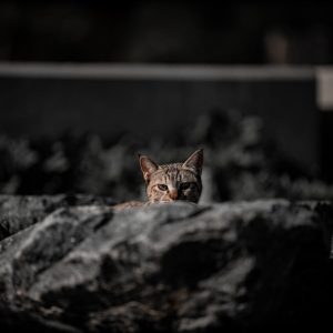 Retratos de mascotas de crianza en Manhattan por Ab Photo