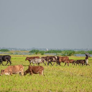 Buscadores de calor analizando un rebaño en Oklahoma en busca de información y datos agrícolas.