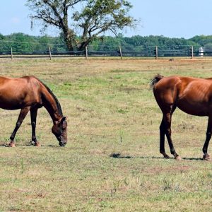 Los drones ayudan en la recuperación del ganado en Oklahoma, mejorando la eficiencia y la seguridad de los agricultores.