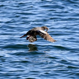 Fotografía aérea con drones de la actividad pesquera en aguas vibrantes.
