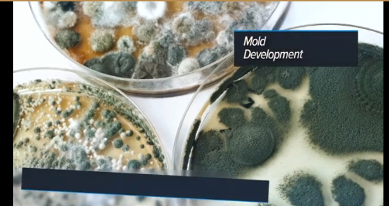 Mold Inspection & Sampling Services in Pennsylvania by Fine Line Inspections