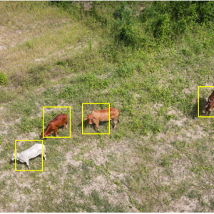 Drones que monitorean manadas de vida silvestre con fines de conservación e investigación en hábitats naturales.